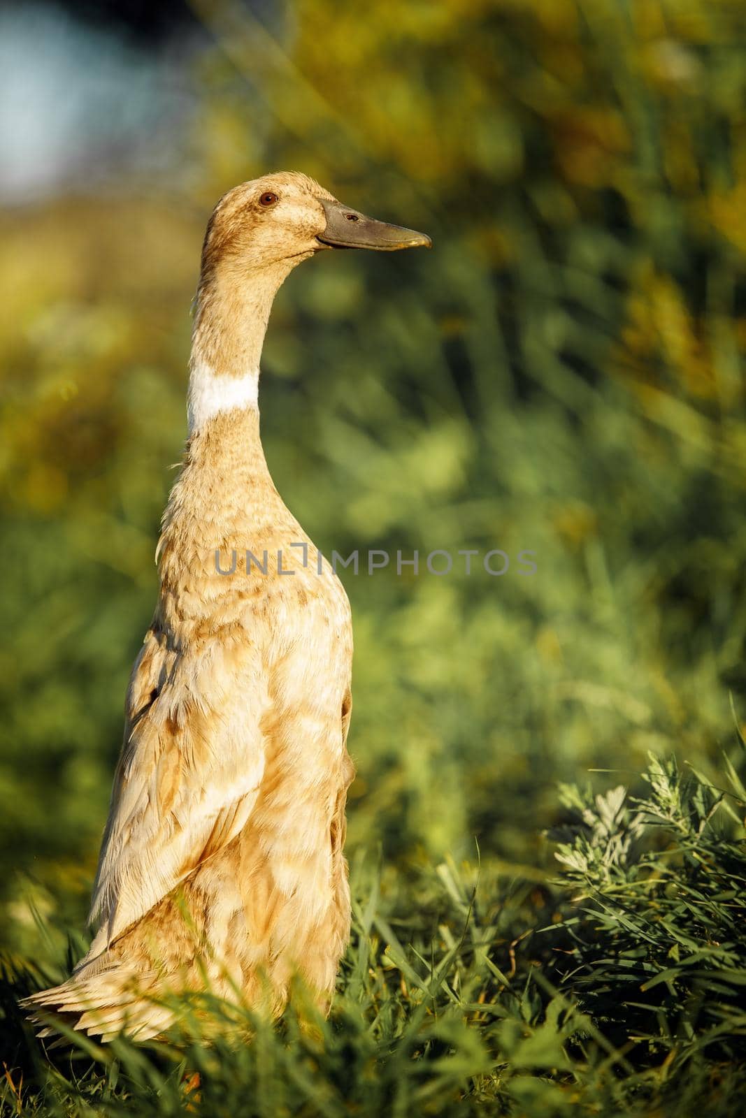 Indian Runner duck stands in a blurred plants background. They stand erect like penguins and, rather than waddling, they run.