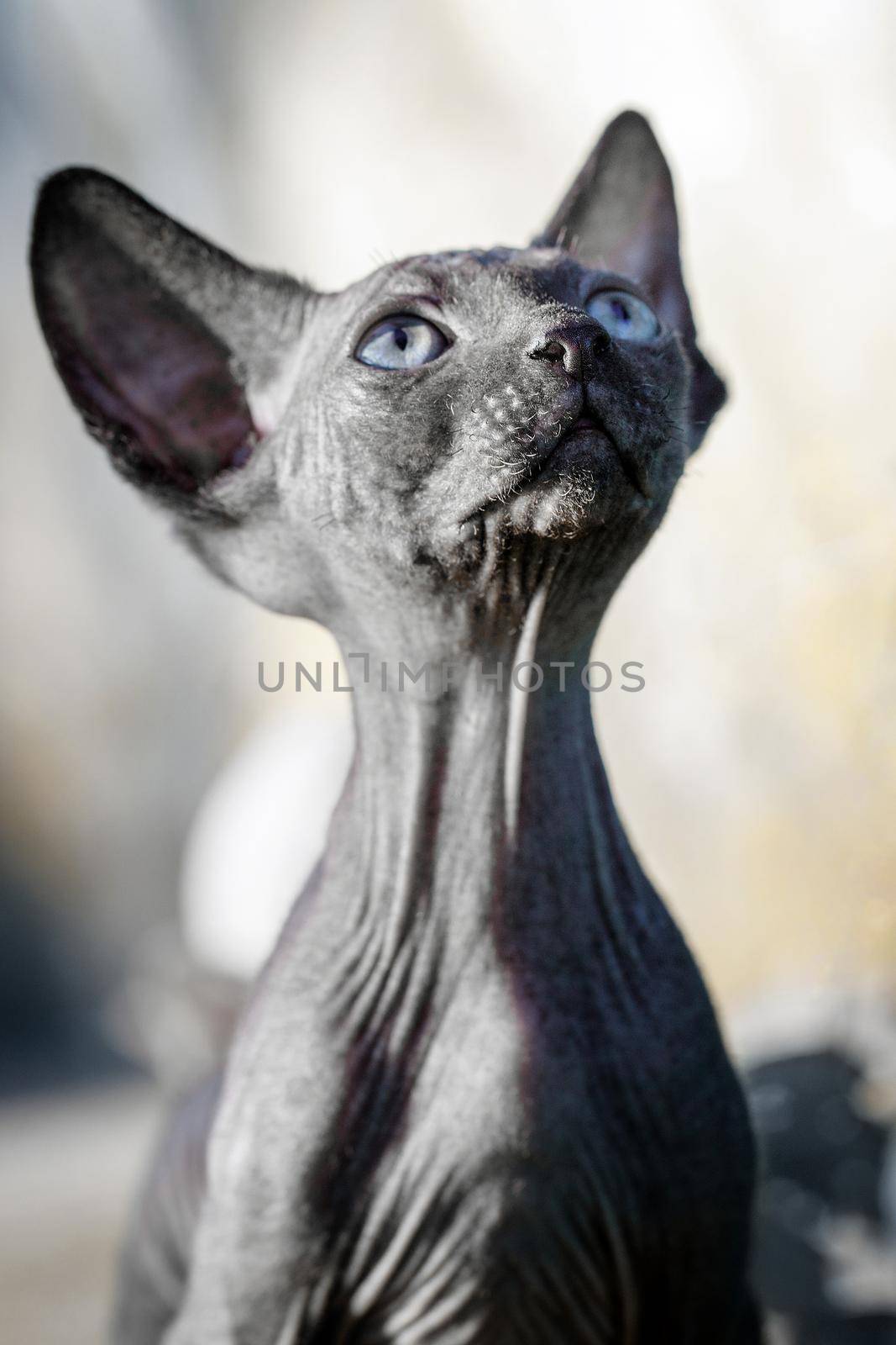 Handsome dark Canadian sphynx cat is looking up. A hairless kitten is looking to the sky and dreaming. Concept, pet love, animal life, cats breeding, enjoy freedom