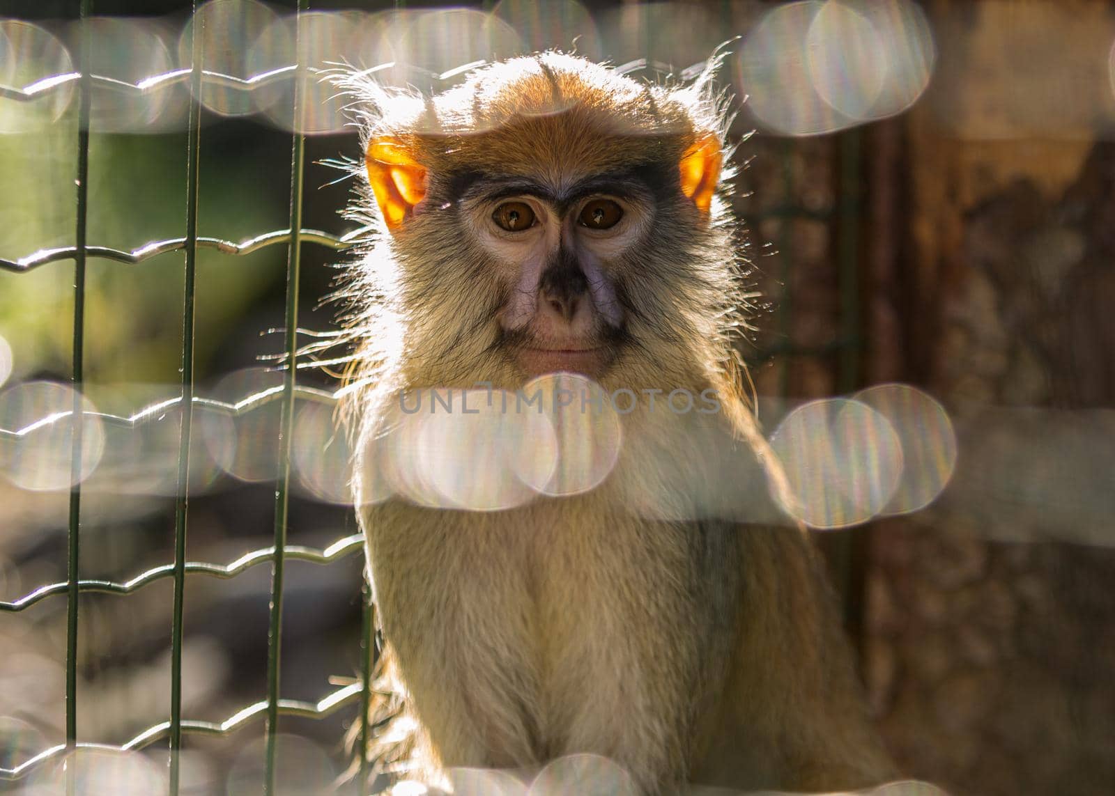 Zoo cute monkey sitting in cage by scudrinja