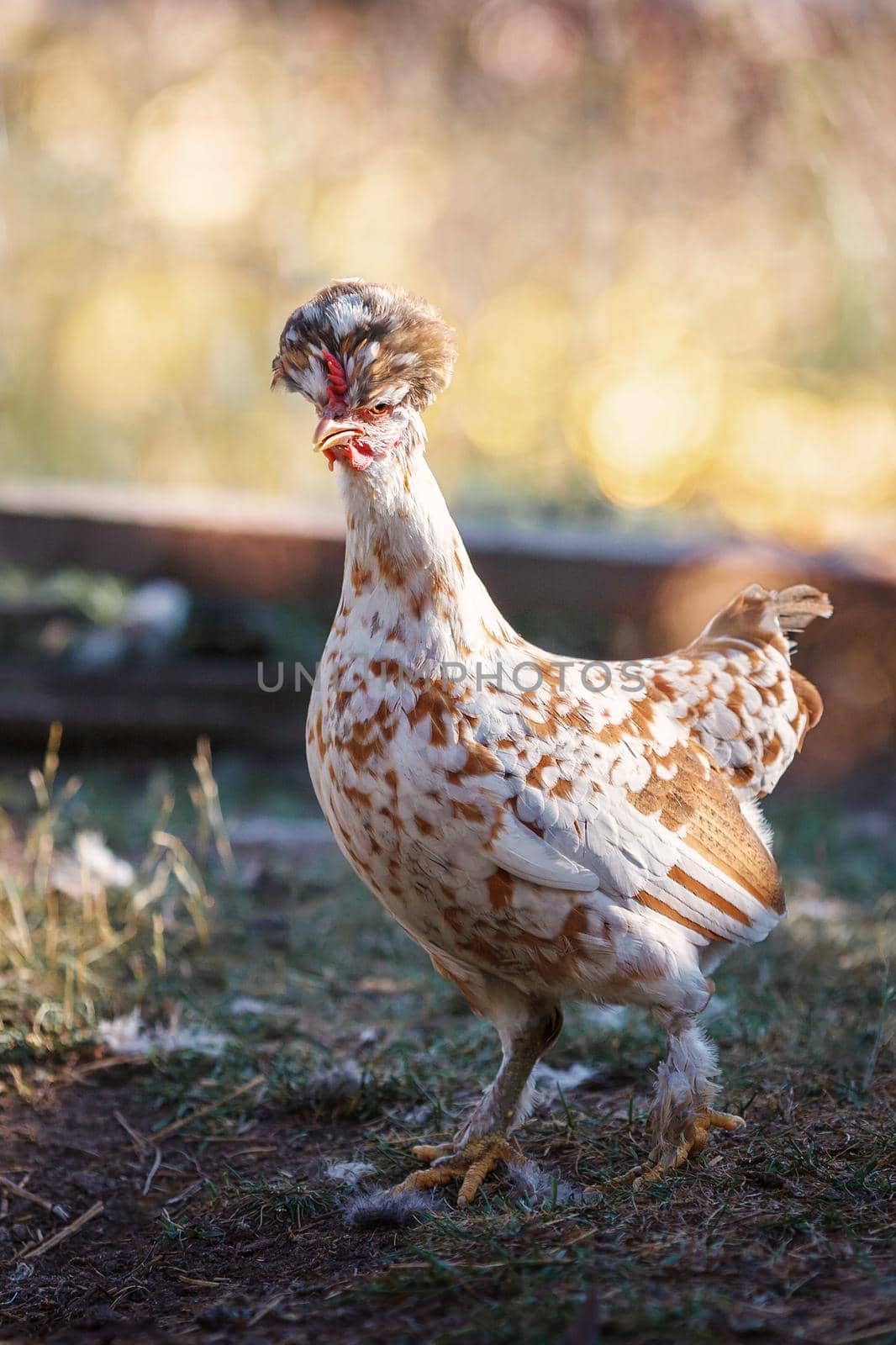 Poultry in a rural yard. Hen in a grass in the village against sun photos. Gallus gallus domesticus. Poultry organic farm. Organic farming. by Lincikas