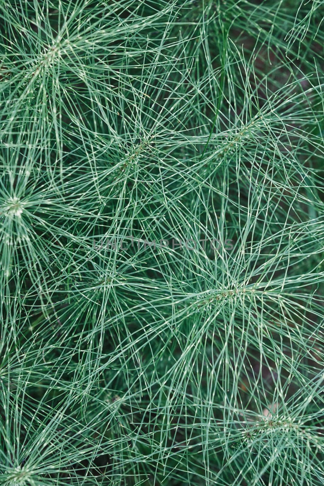 Natural horsetail herb green background. Vertical photo. by Lincikas