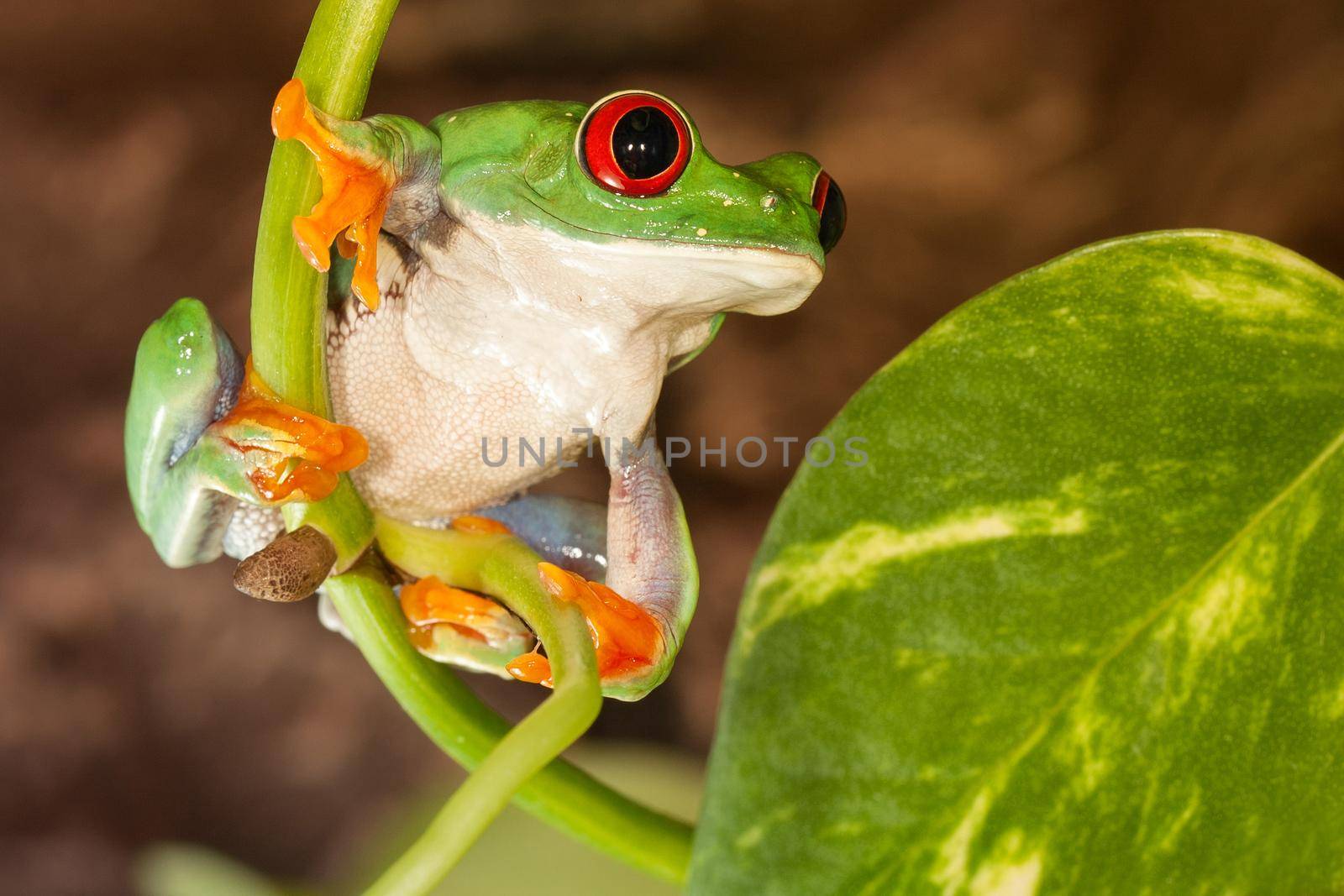 Red-eyed frog svings on the plant stem