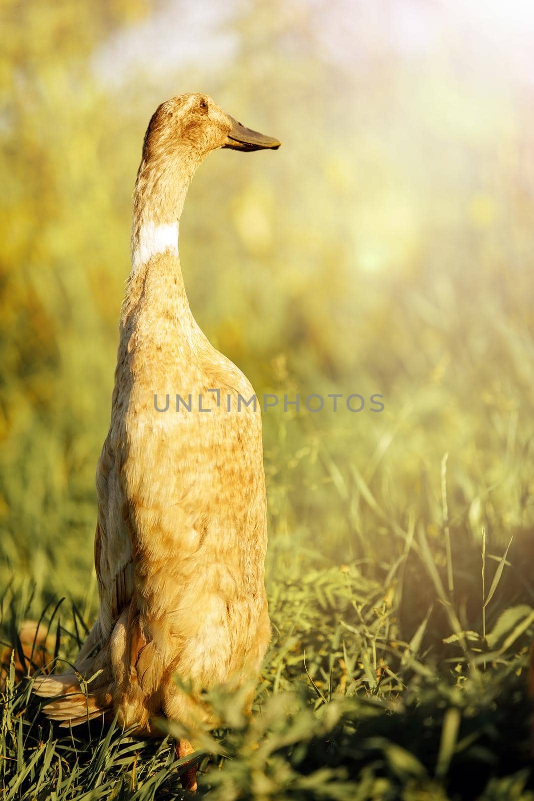 Indian Runner duck, stand erect like penguins. The duck stands in the meadow in the evening light and looks into the distance.