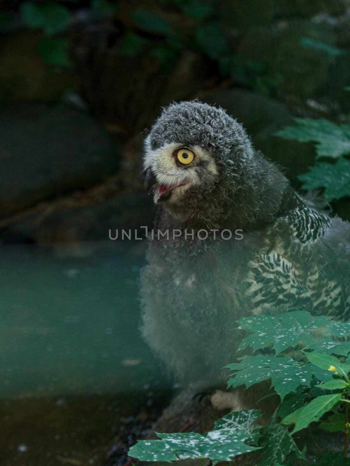 White owl fluffy children bird with yellow eyes and open mouth, funny bird portrait