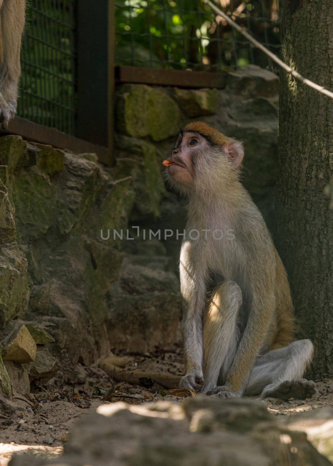 Brown monkey primate sitting in cage and eating by scudrinja