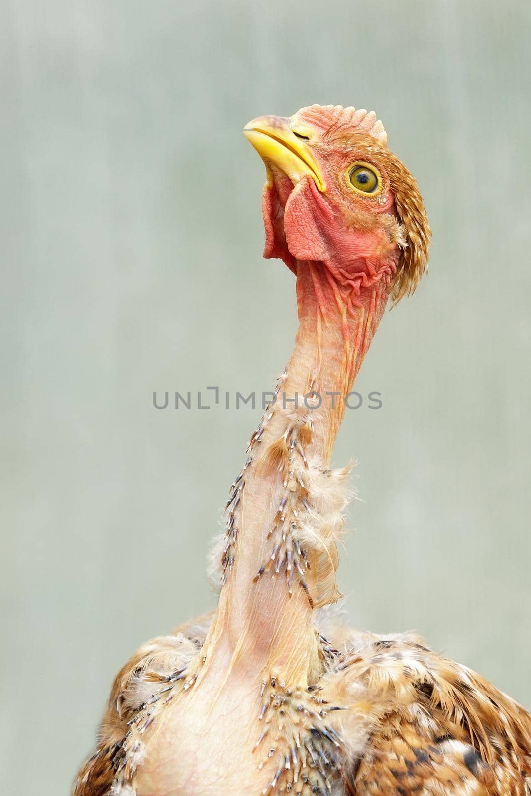 Young, naked neck chicken in a light green background by Lincikas