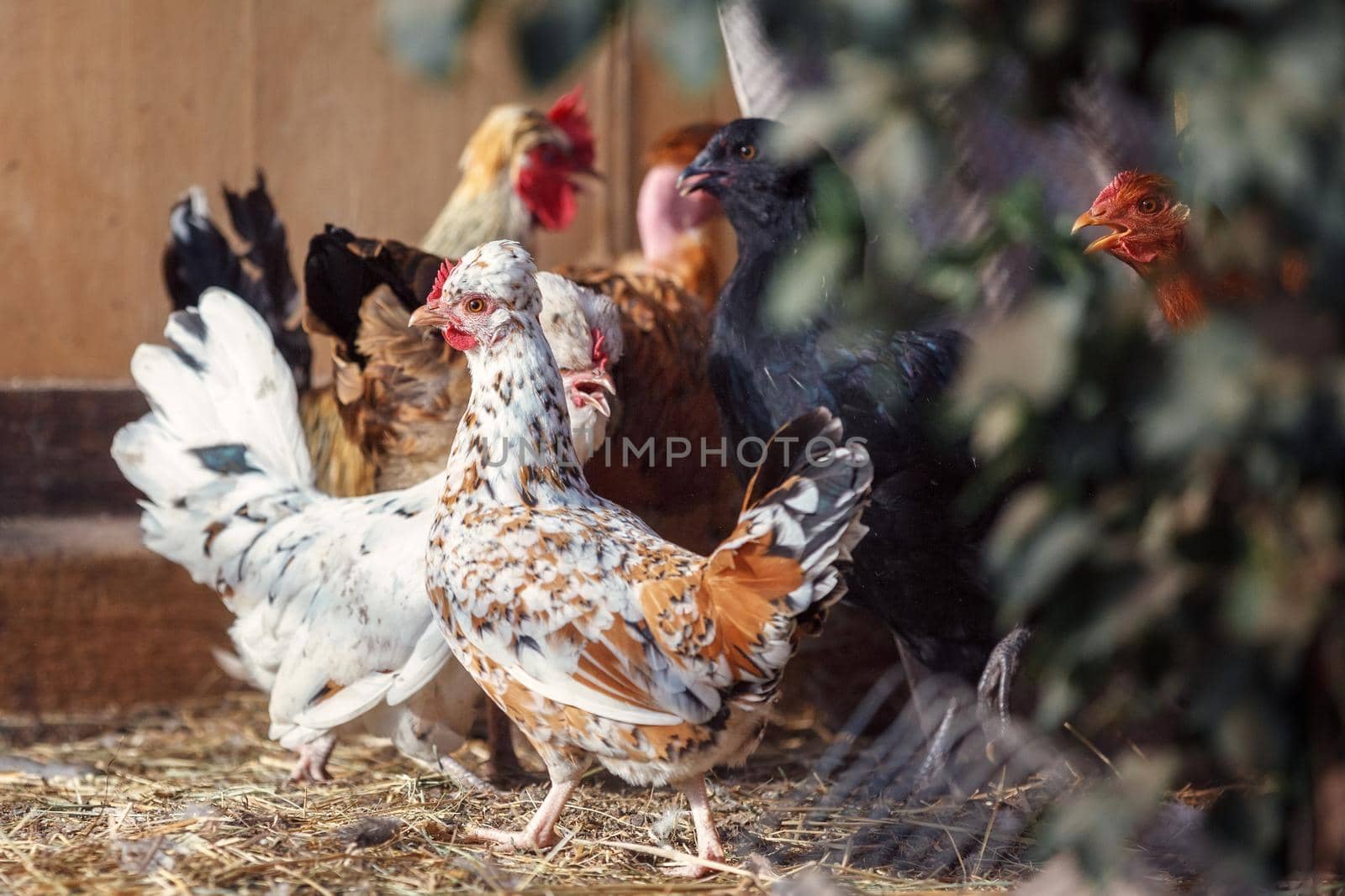 Chickens on traditional free range poultry farm. by Lincikas