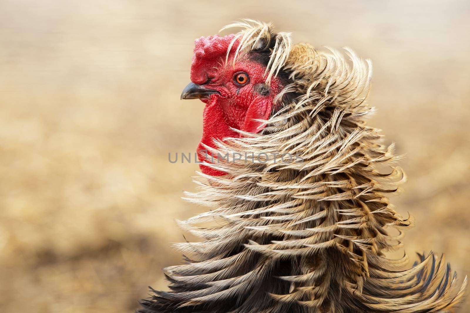 Portrait of a rooster with red crest and brown feather, macro photo by Lincikas