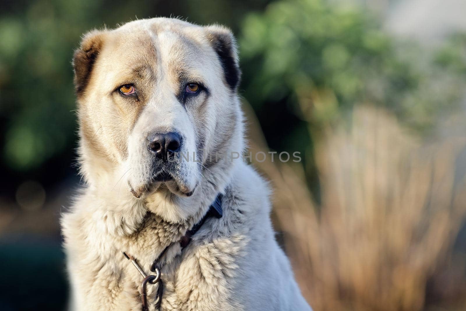 Asian shepherd dog looking straight at the viewer, with a serious expression, blurred nature background.