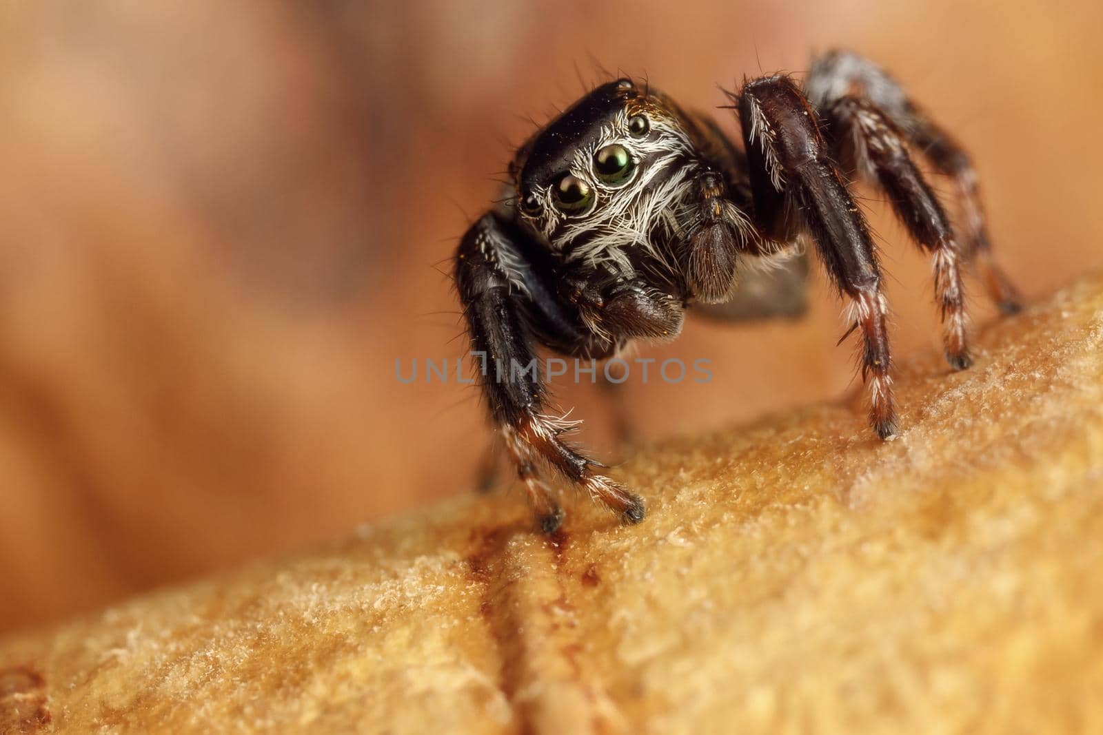 Amazing jumping spider action on a birch peel. Beautiful nature scene with hairy arachnid who has big shining eyes