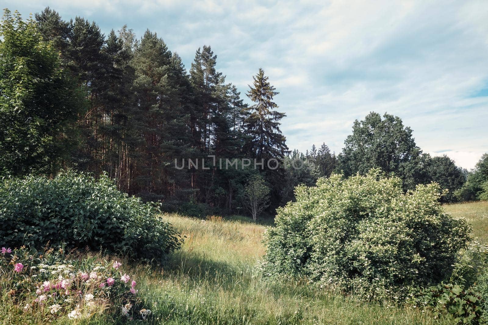 Forest outskirts in the Lithuanian countryside, beautiful, sunny summer day, blue sky and meadow with outdoor flowers