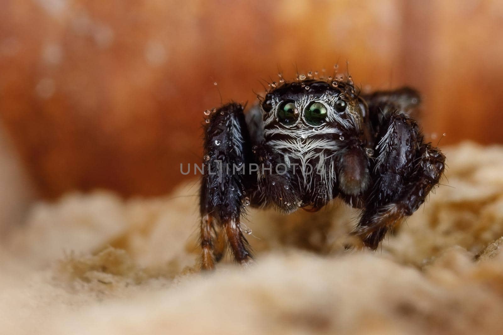 Spectacular jumping spider sits on a tree peel. Dangerous predator nature habitat. Background like Mars canyon view