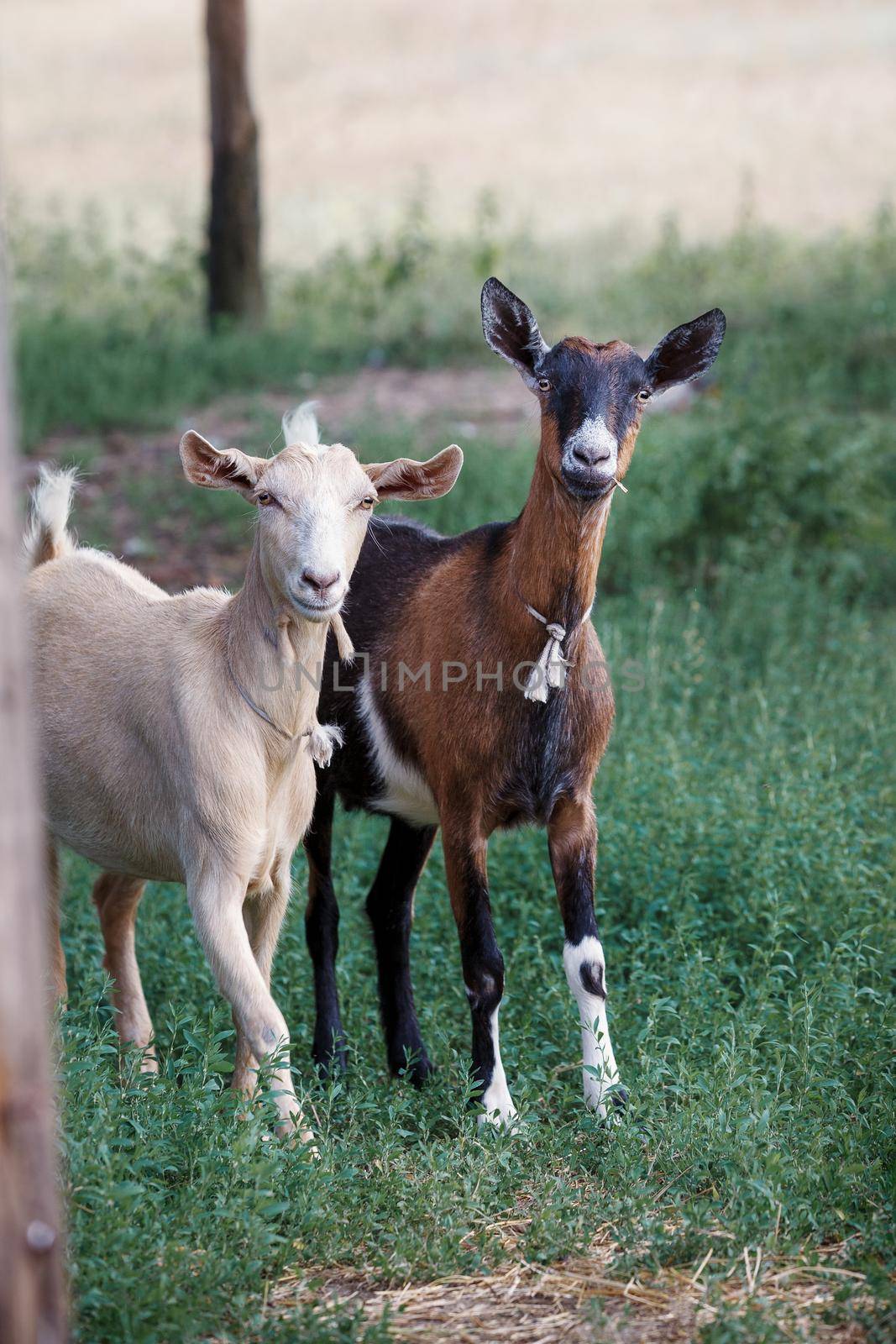 The goats were interested in the photographer, they are careful. by Lincikas