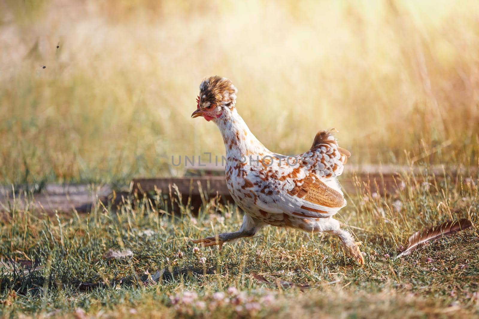 A white-brown hen with a big tuft runs fast on the dry grass in sunny summer day. by Lincikas