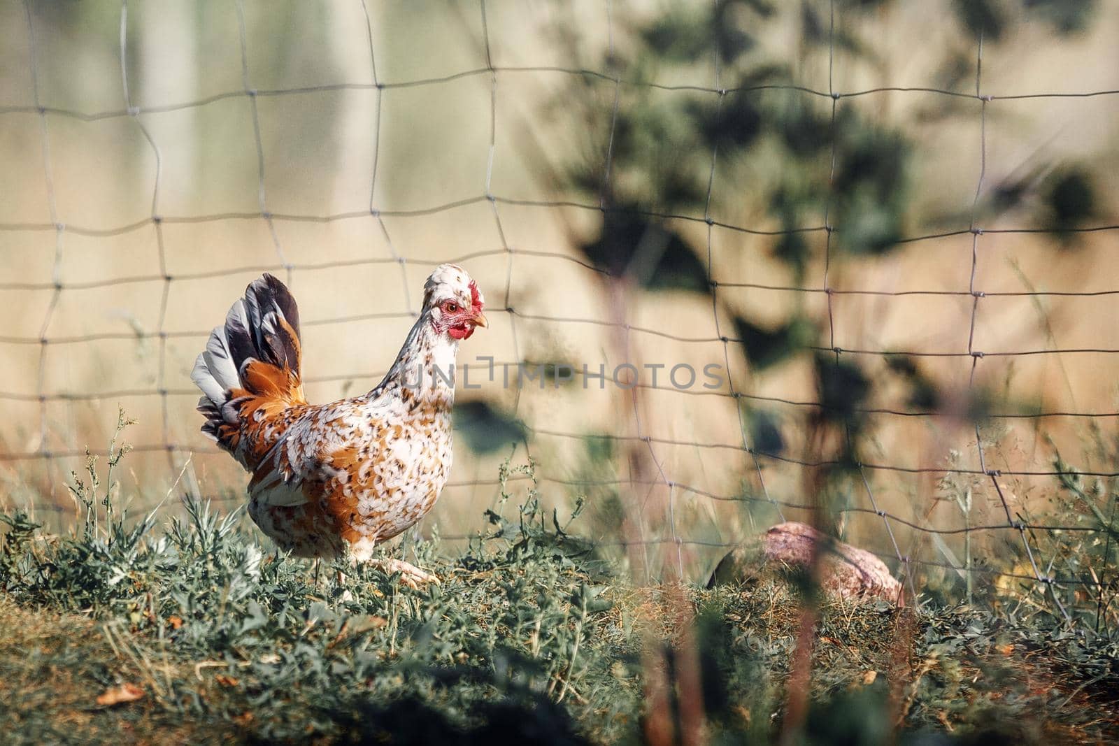 Speckled, little hen is free to walk in the wild. Free Range Pet Chicken.