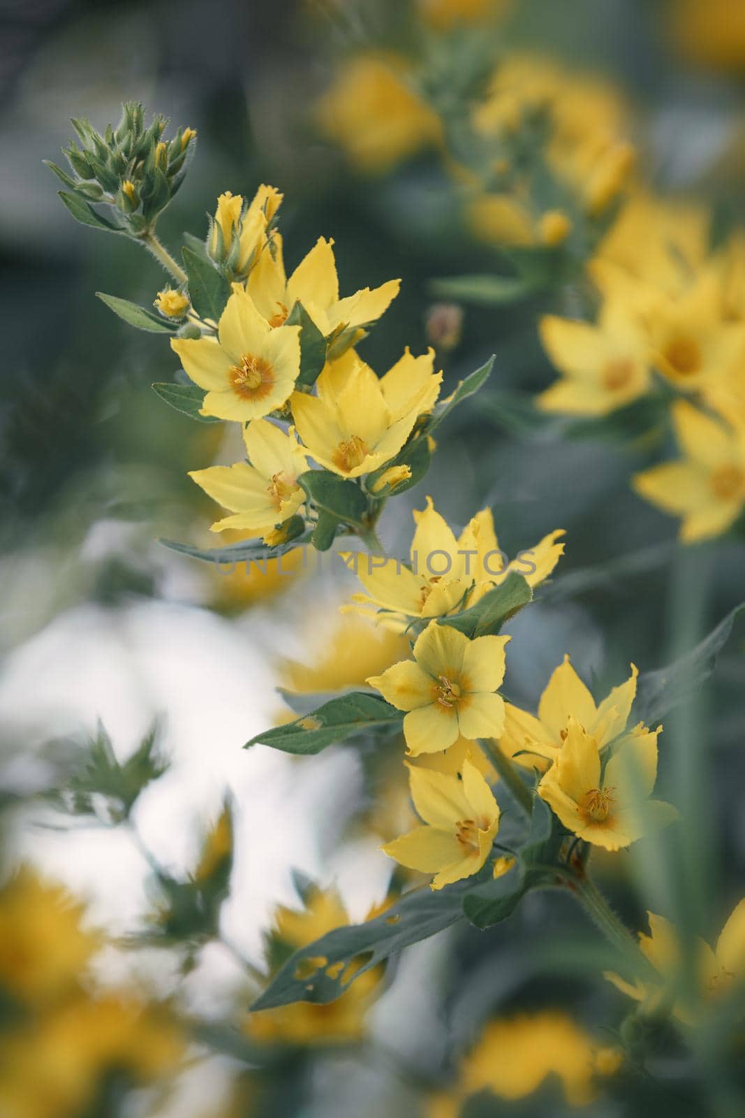 Lysimachia punctata (Garden Loosestrife, Yellow Loosestrife or Garden Yellow Loosestrife), selective focus