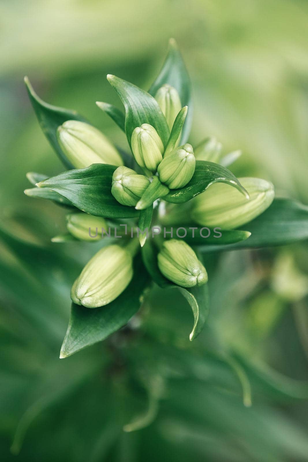 Lilium flowers before bloom, asiatic hybrids ornamental cultivated, flowering lilies, green bouquet in, buds. by Lincikas