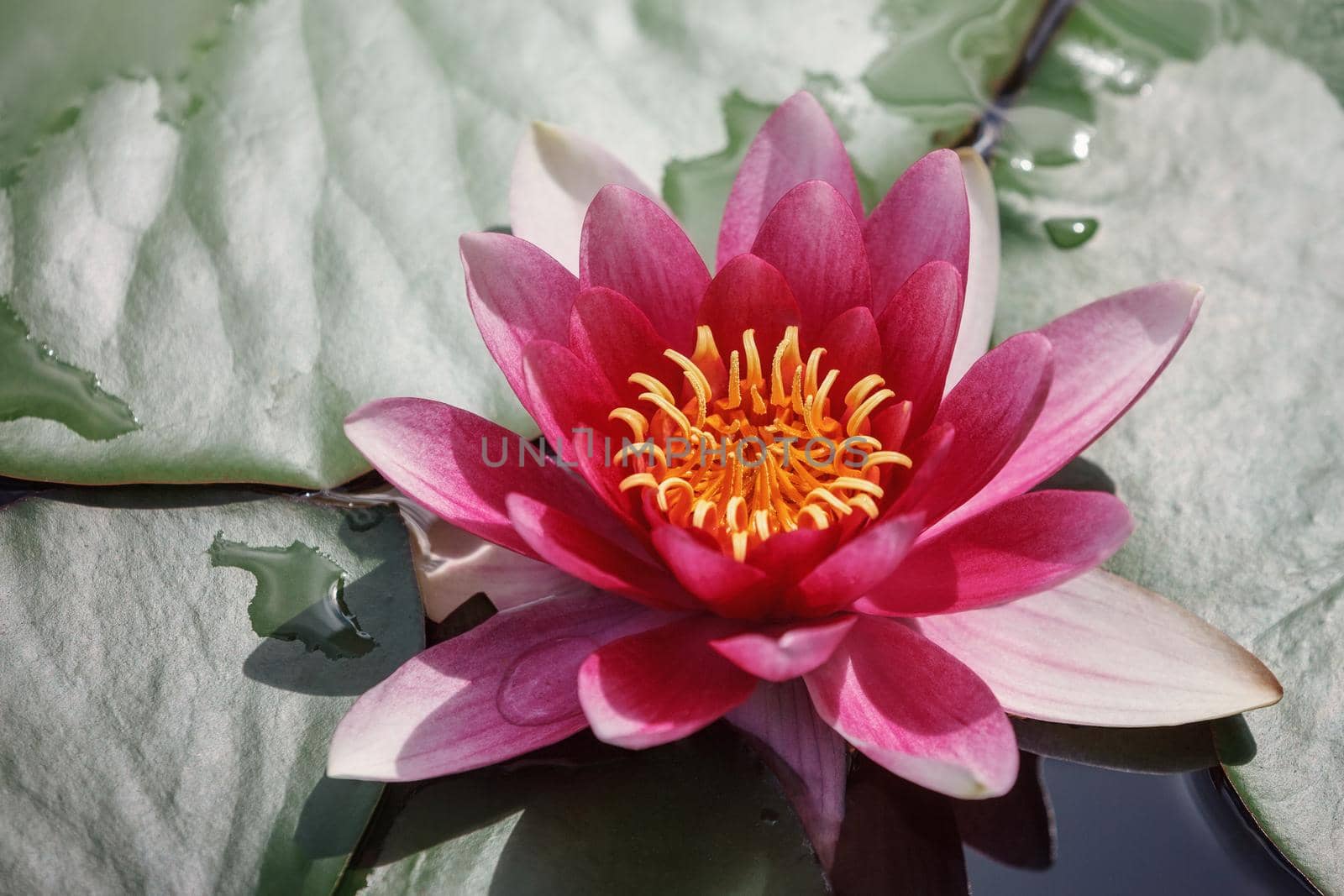 Red water lily flower and leaves with water on them. Top view