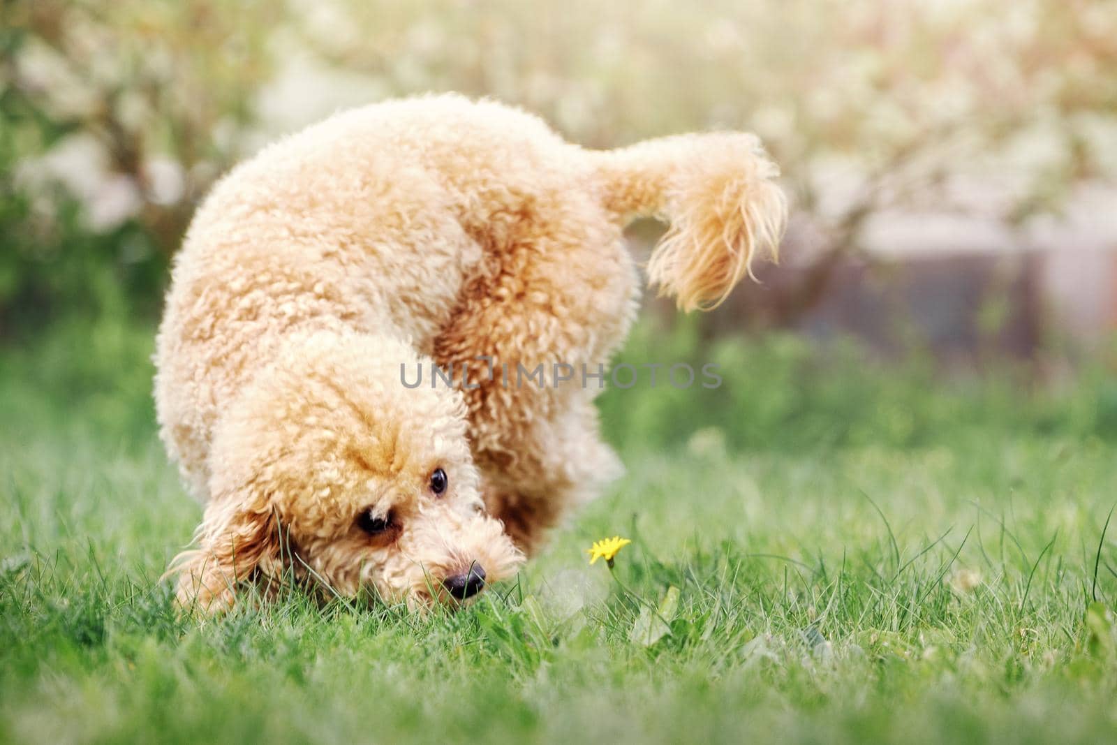 A playful young beige poodle running on a green lawn, he is interested in a yellow flower, he leans low and tries to sniff her.