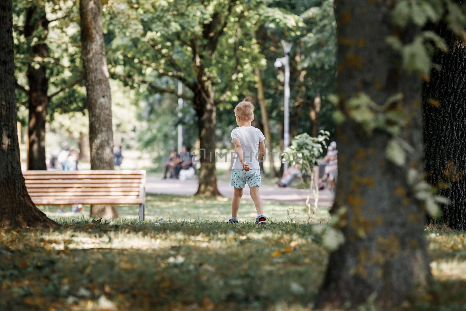 A little cute boy in the back view, traveling in an oak park.