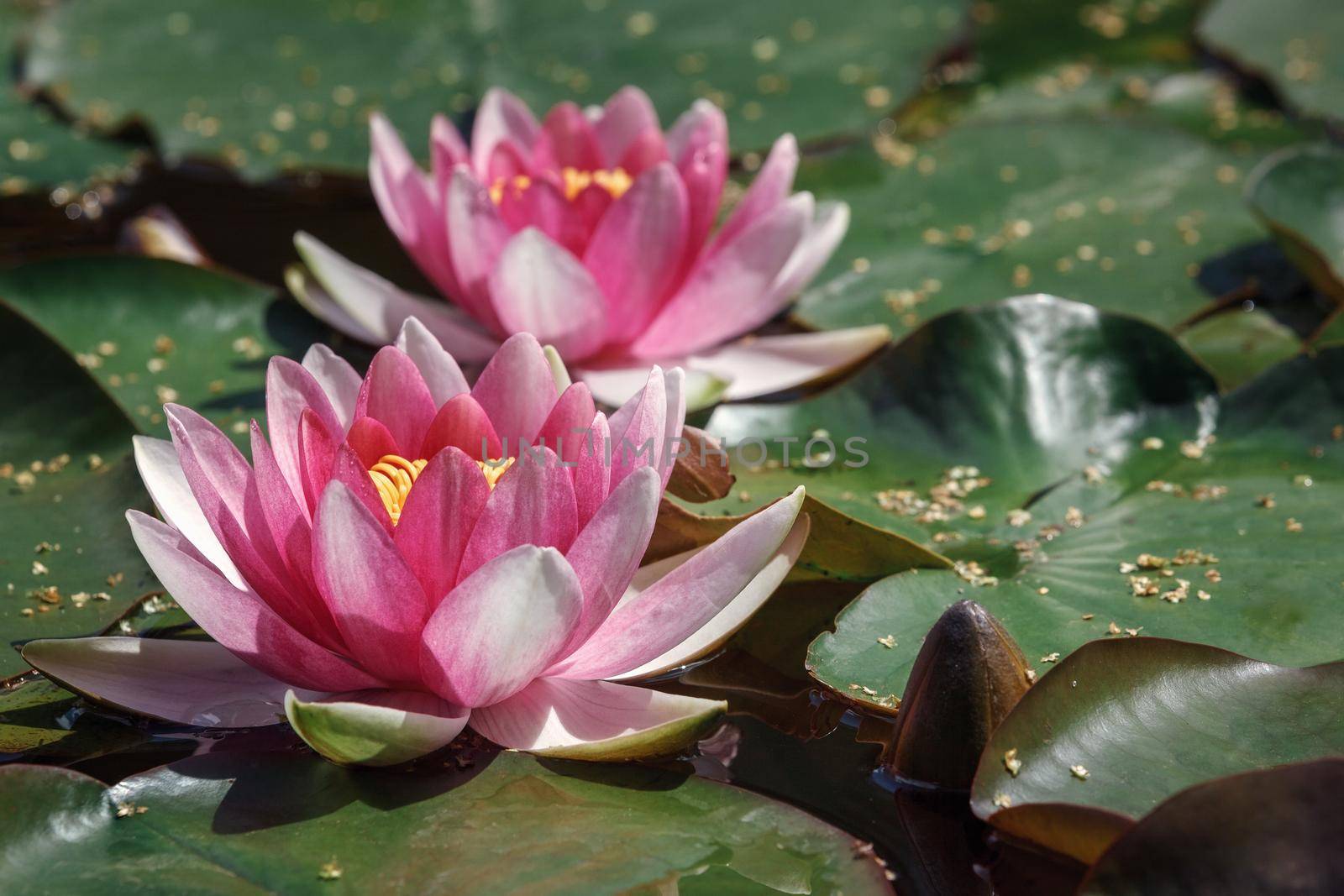 Two pink water lilies on a pond. by Lincikas