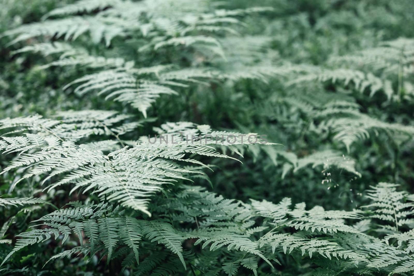 Dark green fern leaves, forest nature, background with haze.