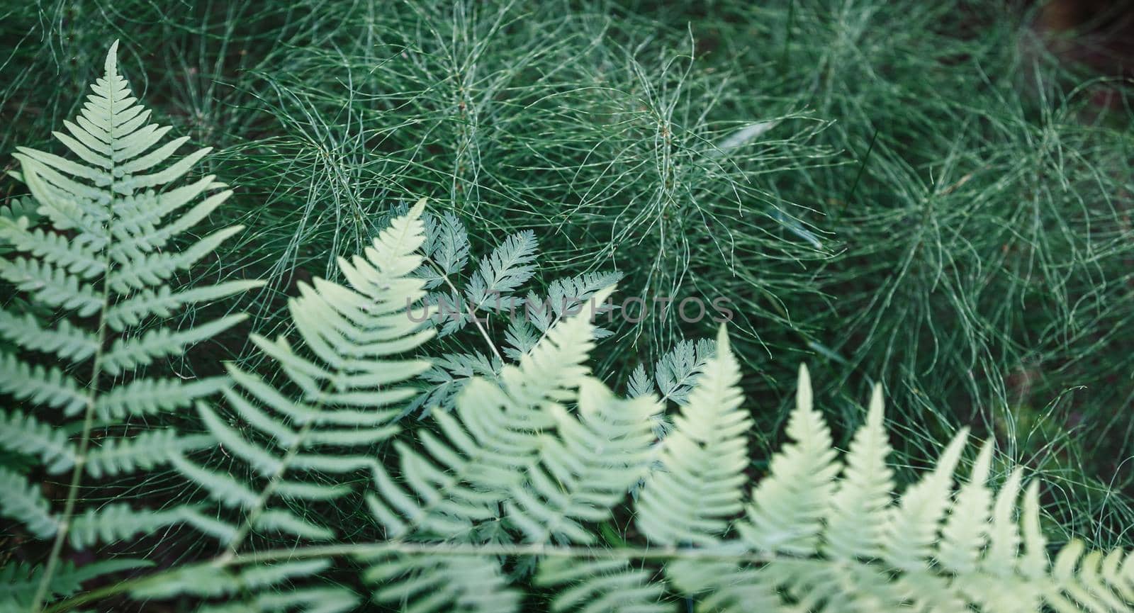 Fern and horsetail green leaf background flat lay, fresh wallpaper banner concept