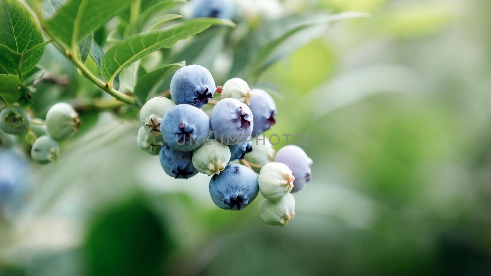 Close up of a bunch of ripe blueberries on blueberry bush by Lincikas