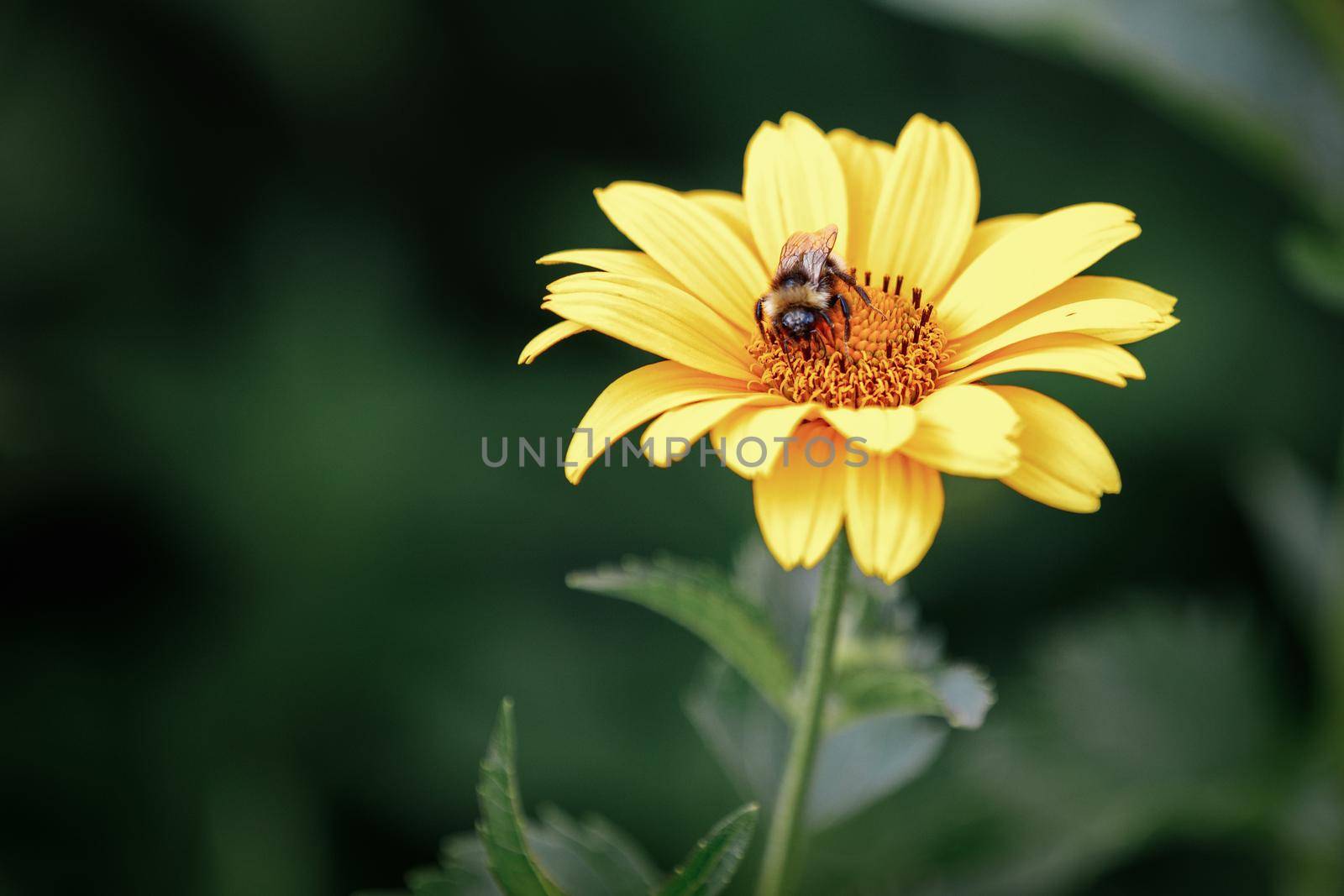 Coneflower, Echinacea aloha yellow, with a bee on a petal on a dark green background. The photo can be used as a gift card, there is free space for text.