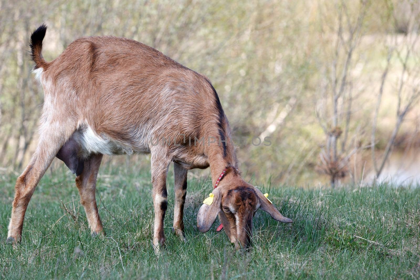 Brown anglo nubian goat  grazing in the meadow