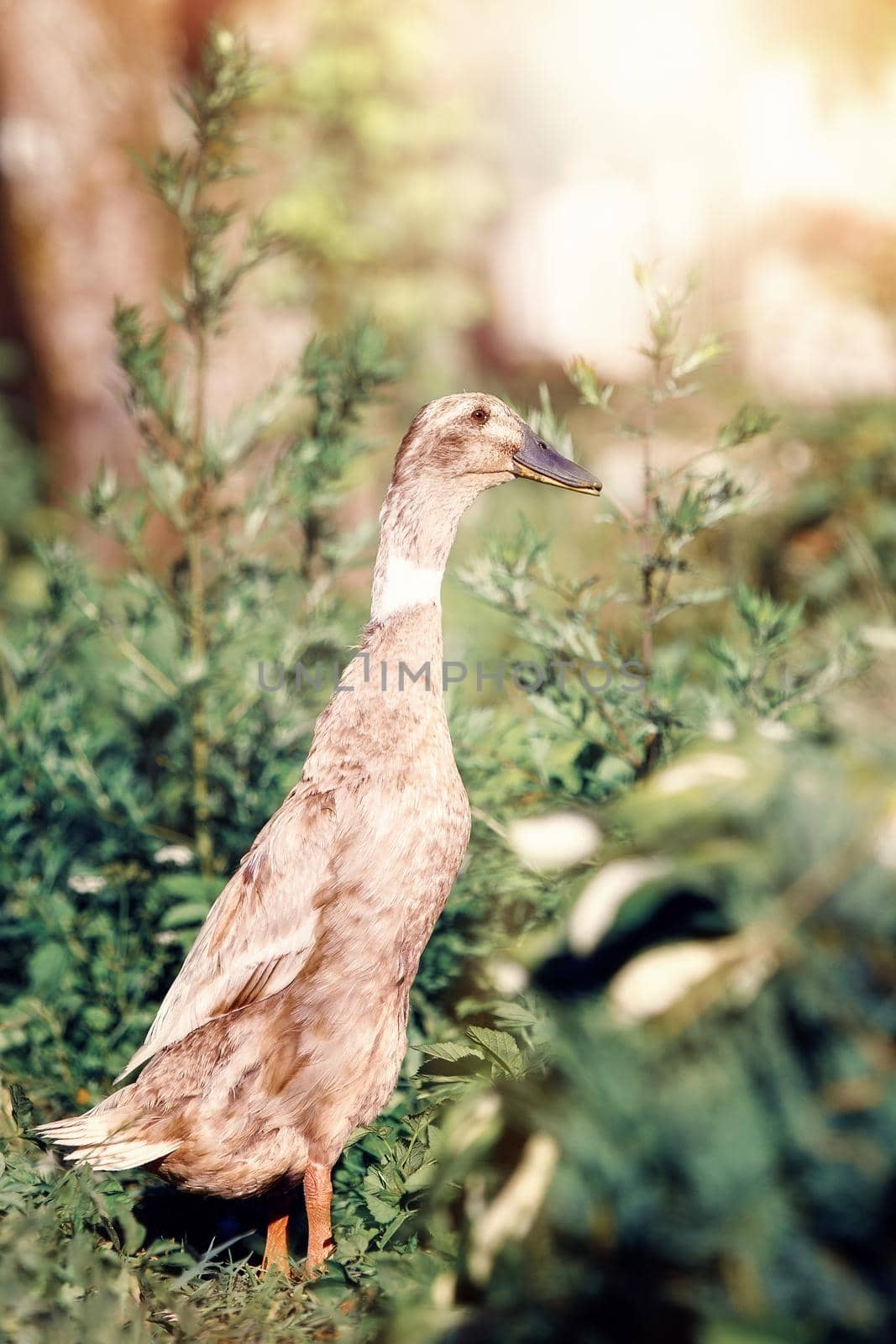 The brown Indian runner duck stands in profile, in the garden among the green vegetation.