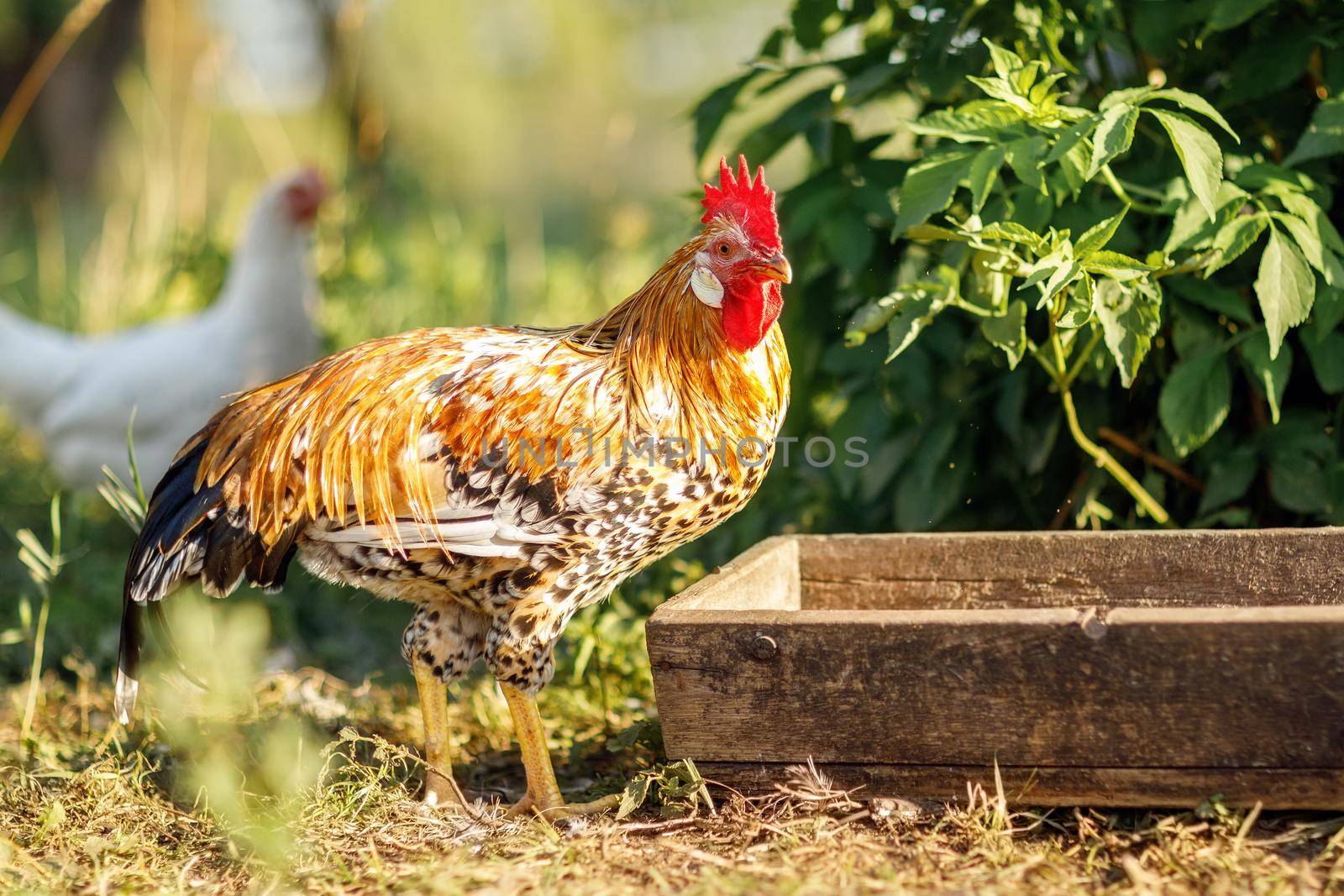 A young rooster feeds on a trough on a beautiful summer day by Lincikas