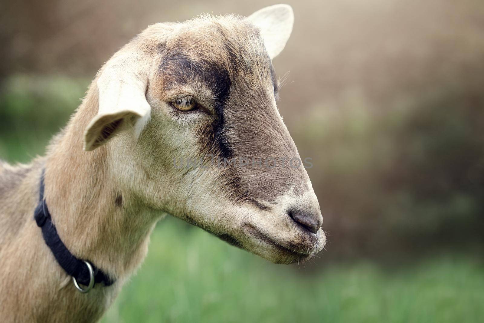 Detailed portrait of a goat's head in close-up in a beautiful blurred nature background.