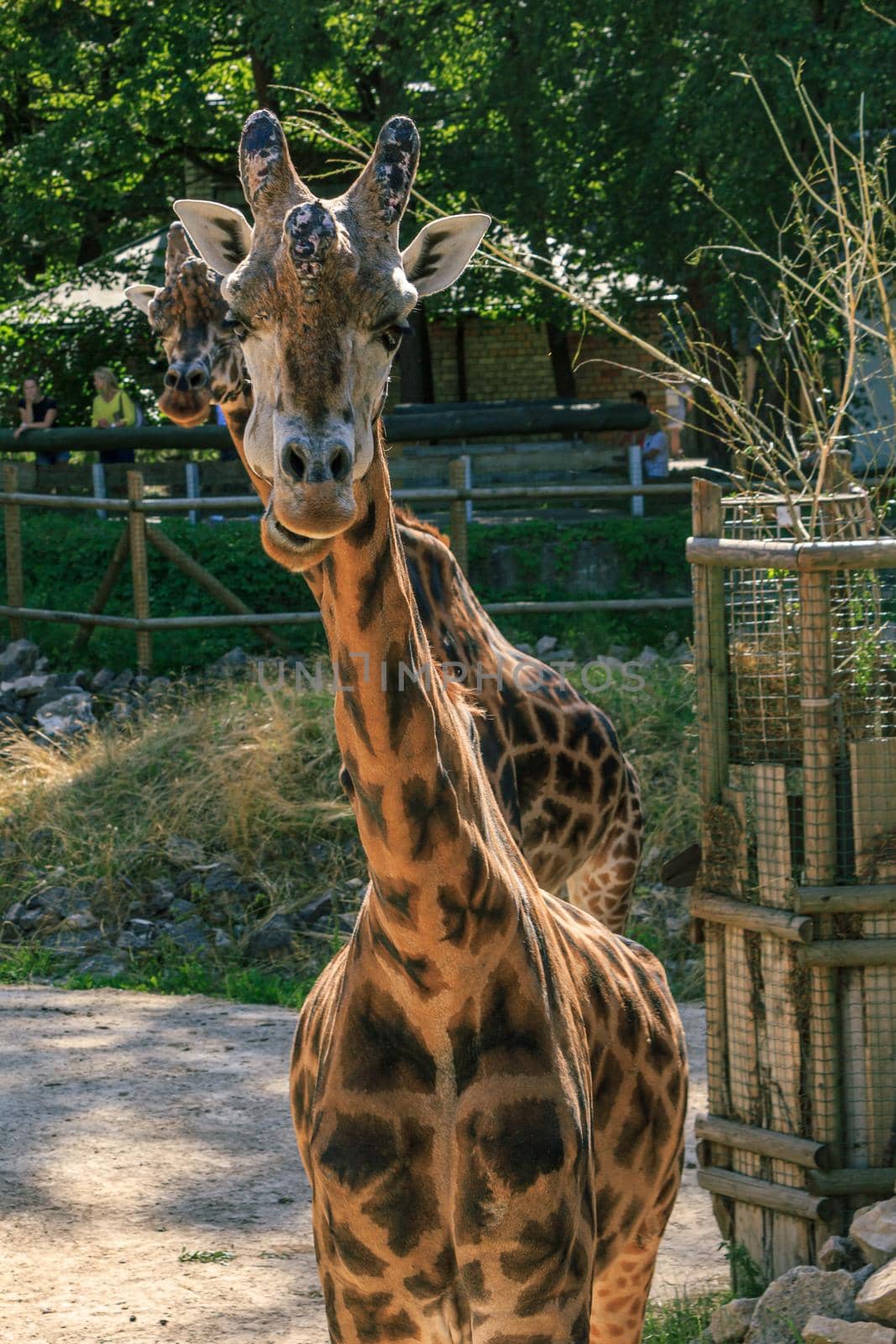 Two Giraffe rothschildi at Riga zoo, long neck variegated animals
