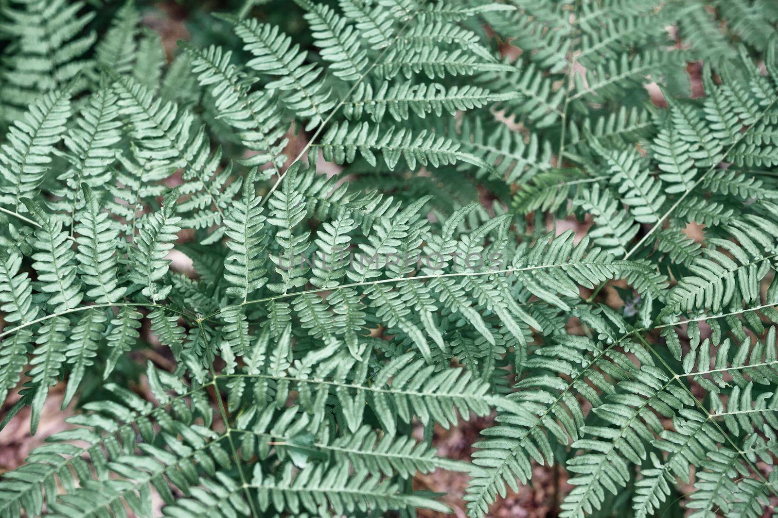 Beautiful ferns leaves, green foliage natural, floral fern background. by Lincikas