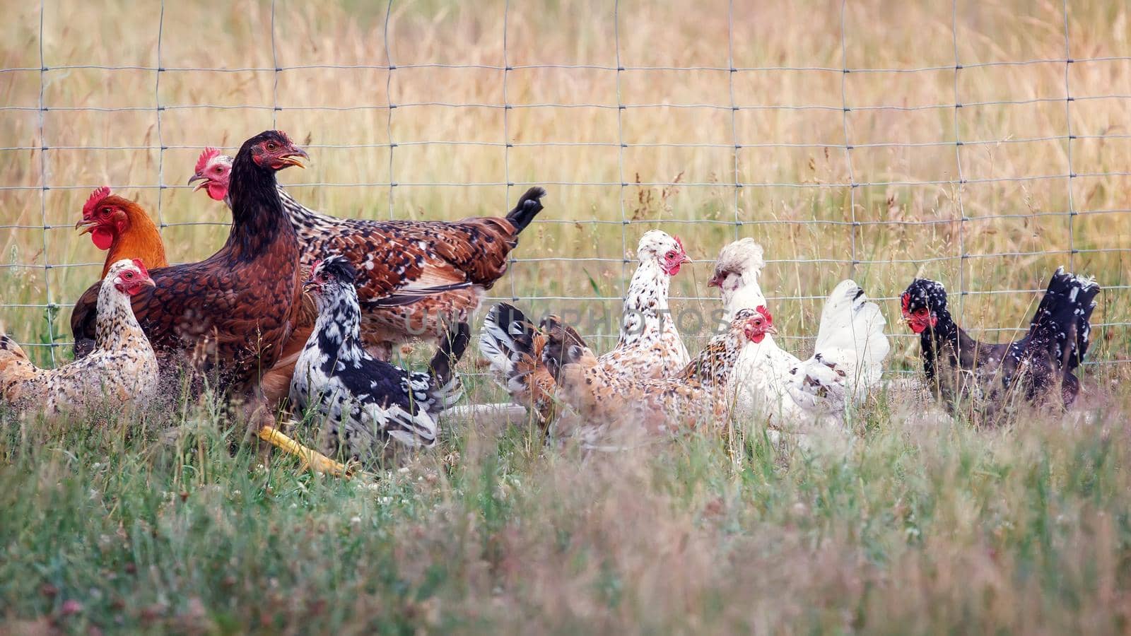 A small flock of hens in a paddock. The birds are kept for eggs. by Lincikas