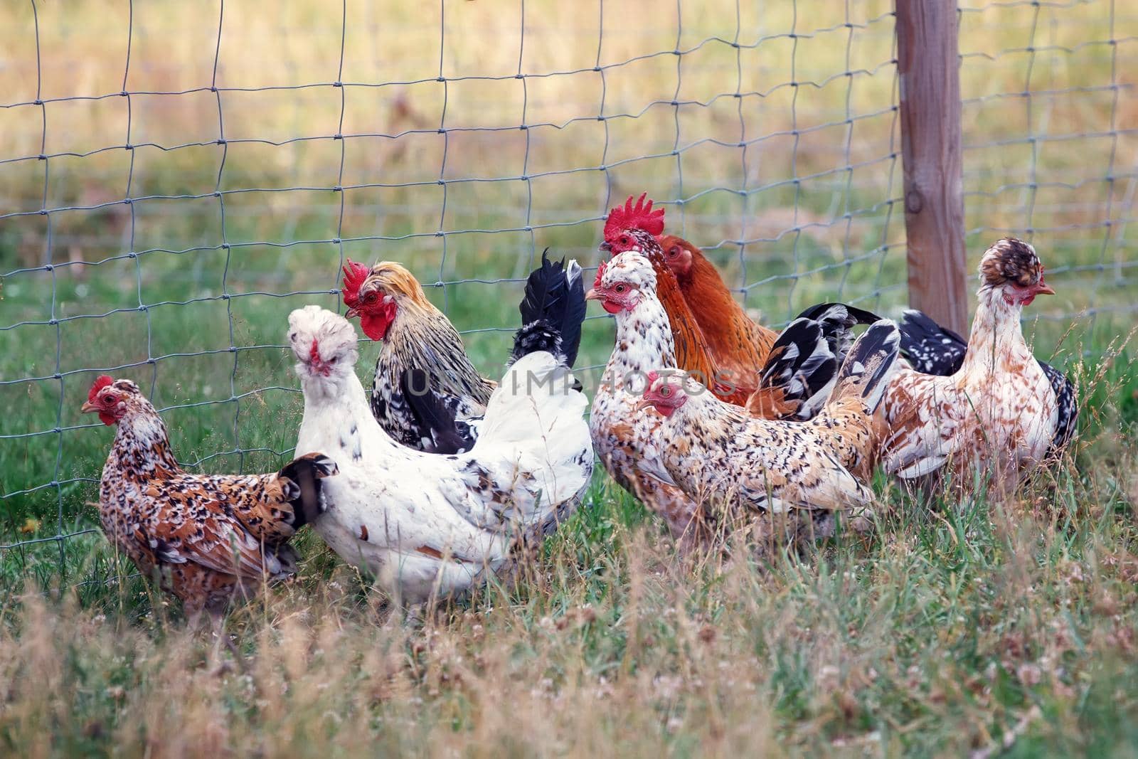 A close up of a flock of coloured inquisitive chickens seen through the fence of a protected area