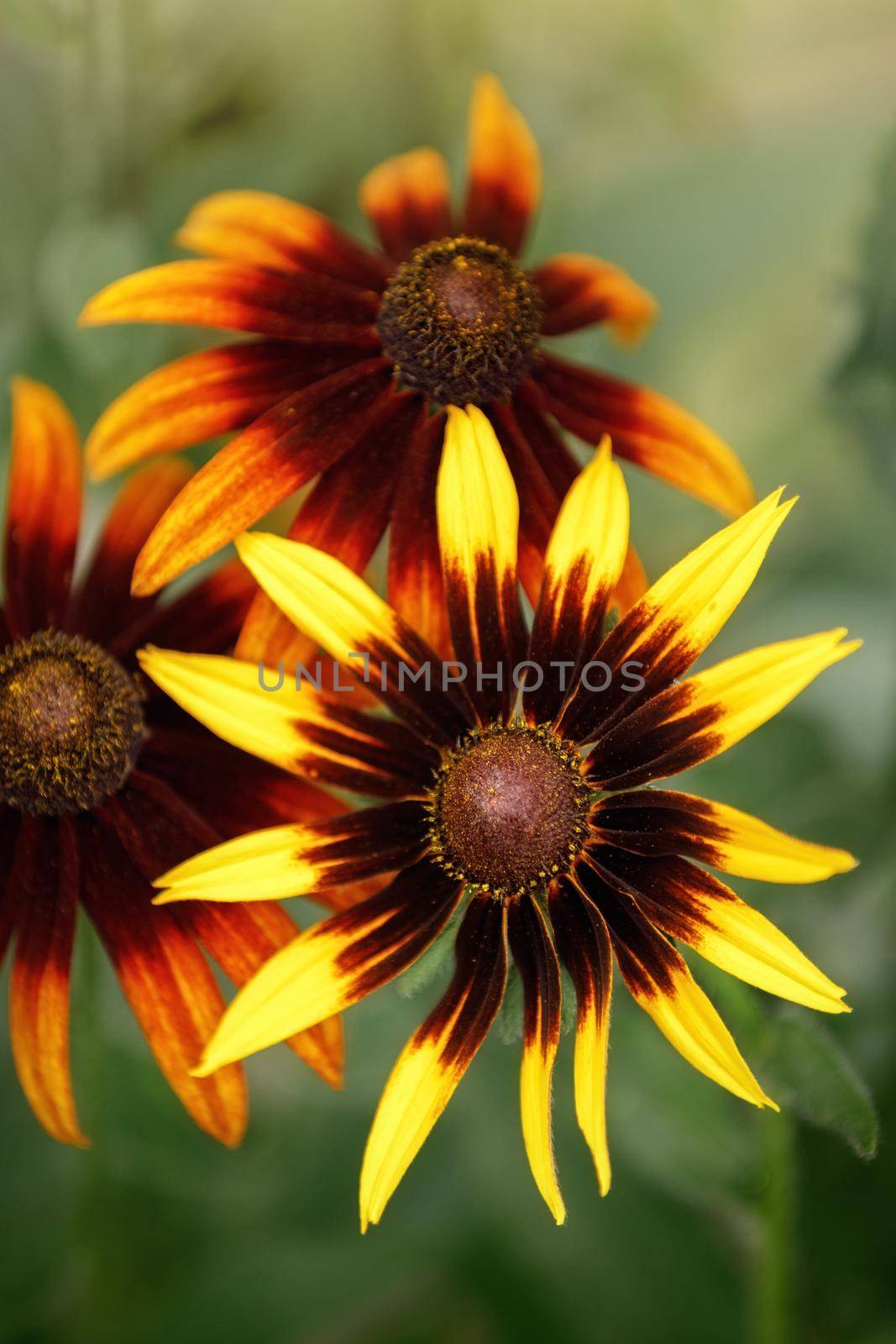 Bright yellow rudbeckia flowers also called Black Eyed Susan in the garden on summer. Gift Card. by Lincikas