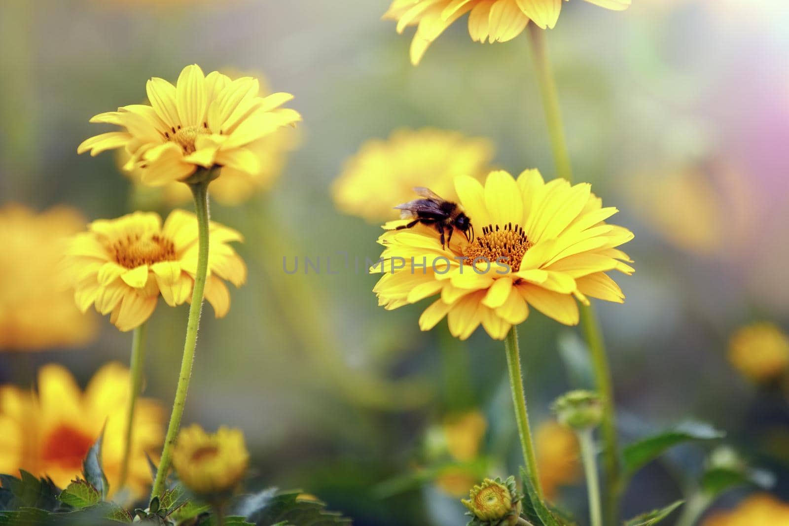 Echinacea paradoxa or yellow coneflower medicinal herb, blooming flower close up, colorful and vivid plant, natural background by Lincikas