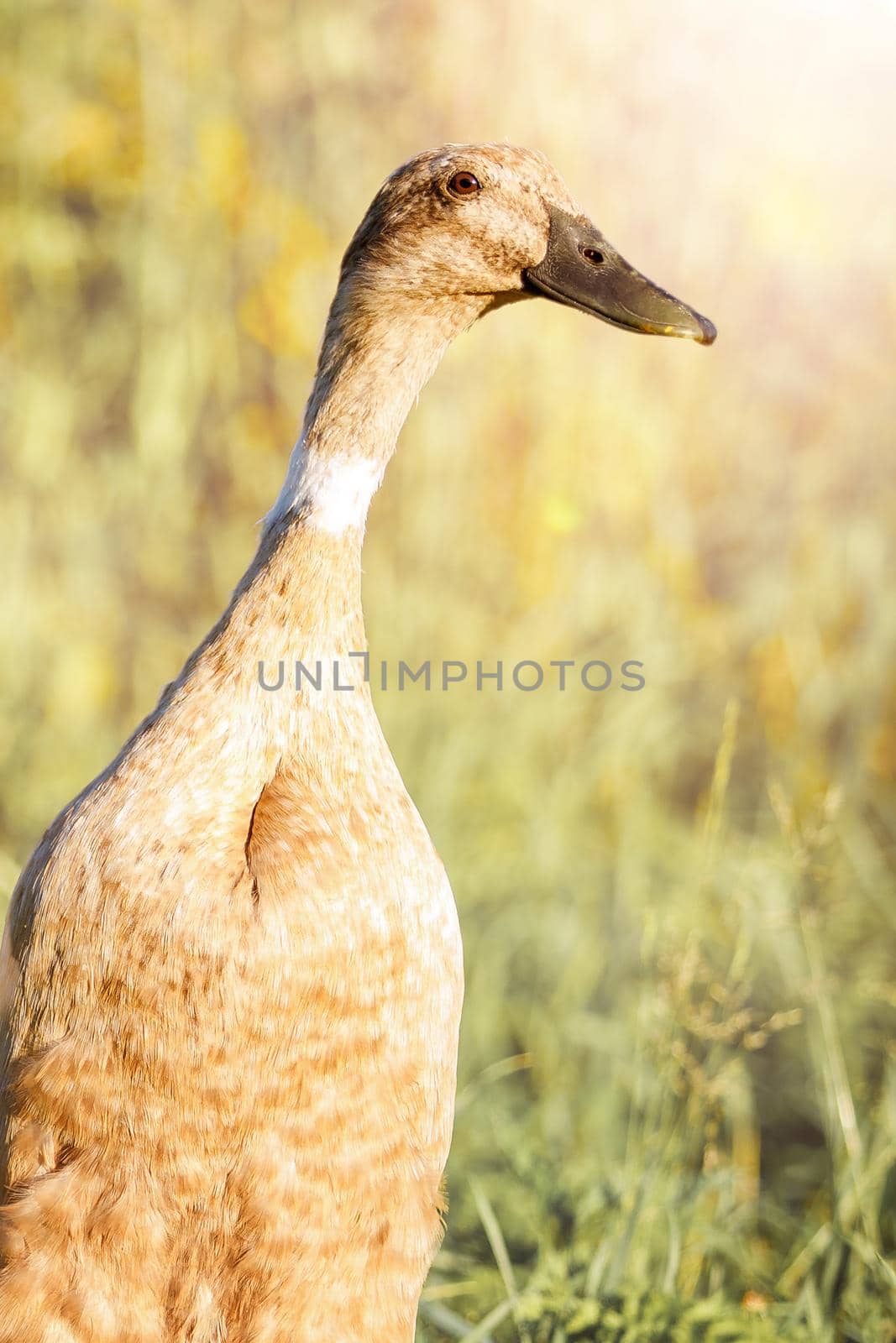Indian Runner Duck, Anas platyrhynchos domesticus, standing, isolated on blurred nature background by Lincikas