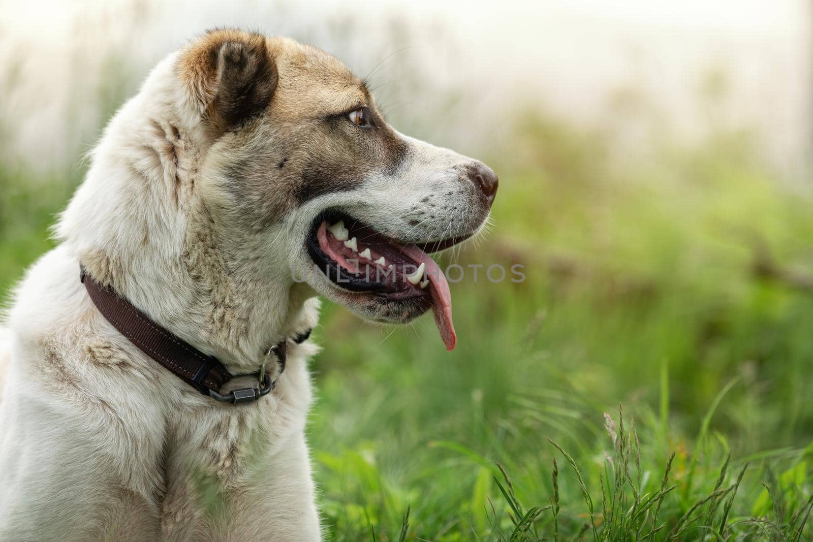 Friendly  Central Asian Shepherd dog profile portrait in the light green shining grass background