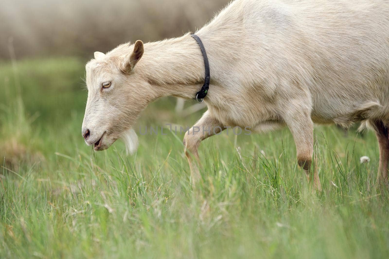 Photo from the side, of a goat who looking for tastier plants. Free-range goat grazing on a small rural organic dairy farm.