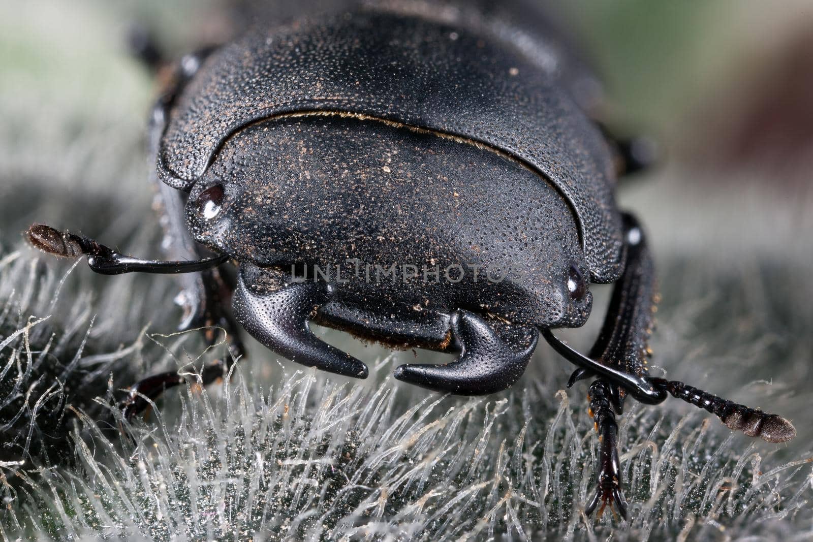 Big black beetle shell and his horns