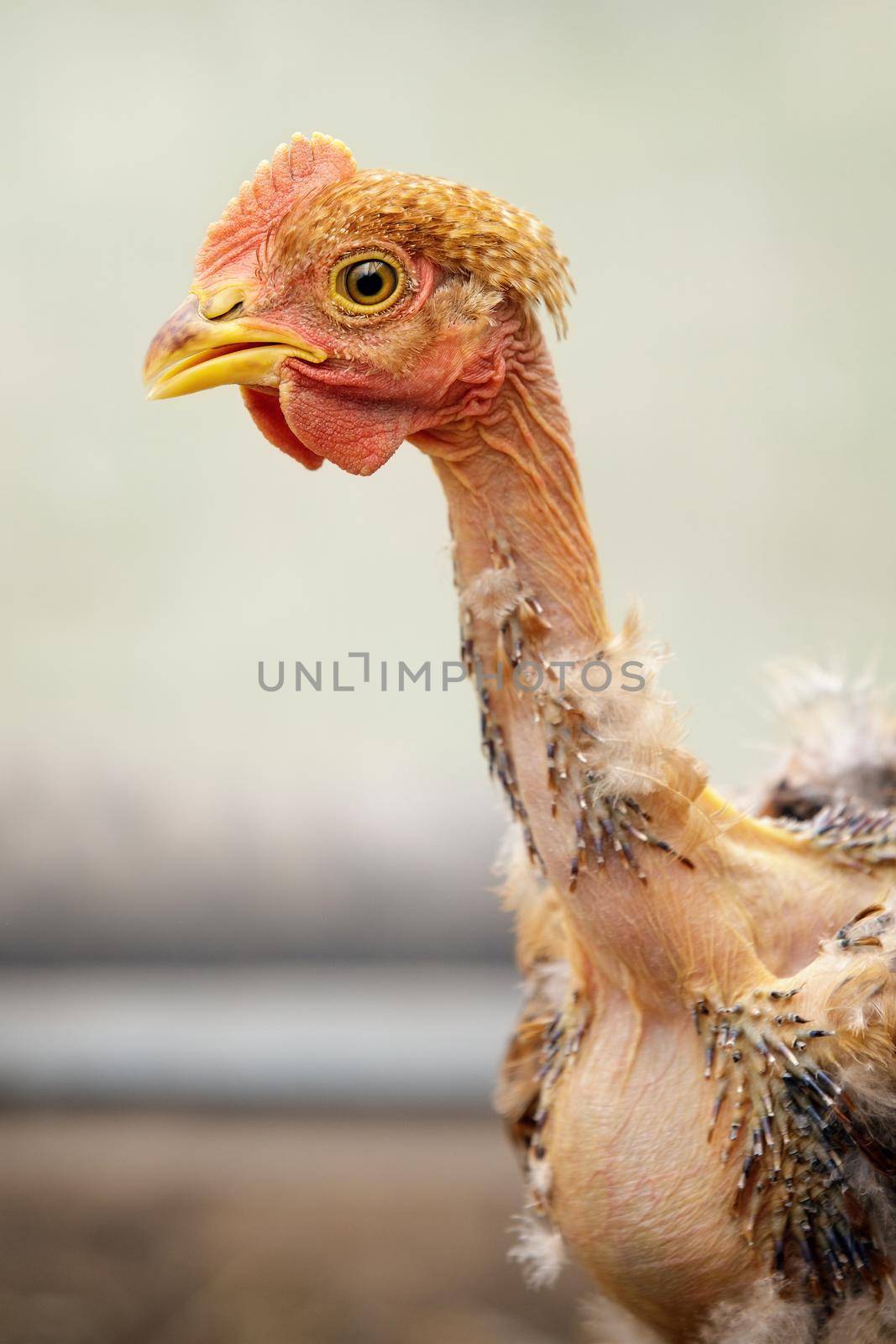 Profile portrait of a bald-neck orange color chicken by Lincikas