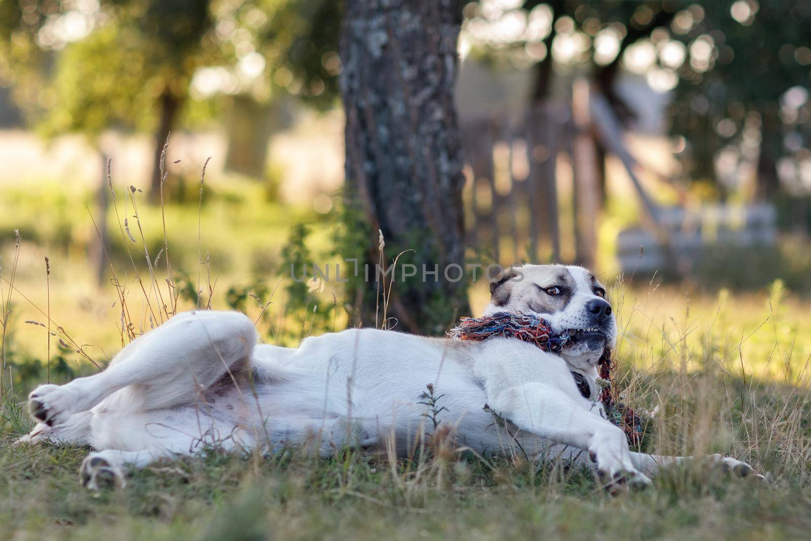 Asian shepherd the dog lie in the shade under the tree and get angry with the chewing rope.