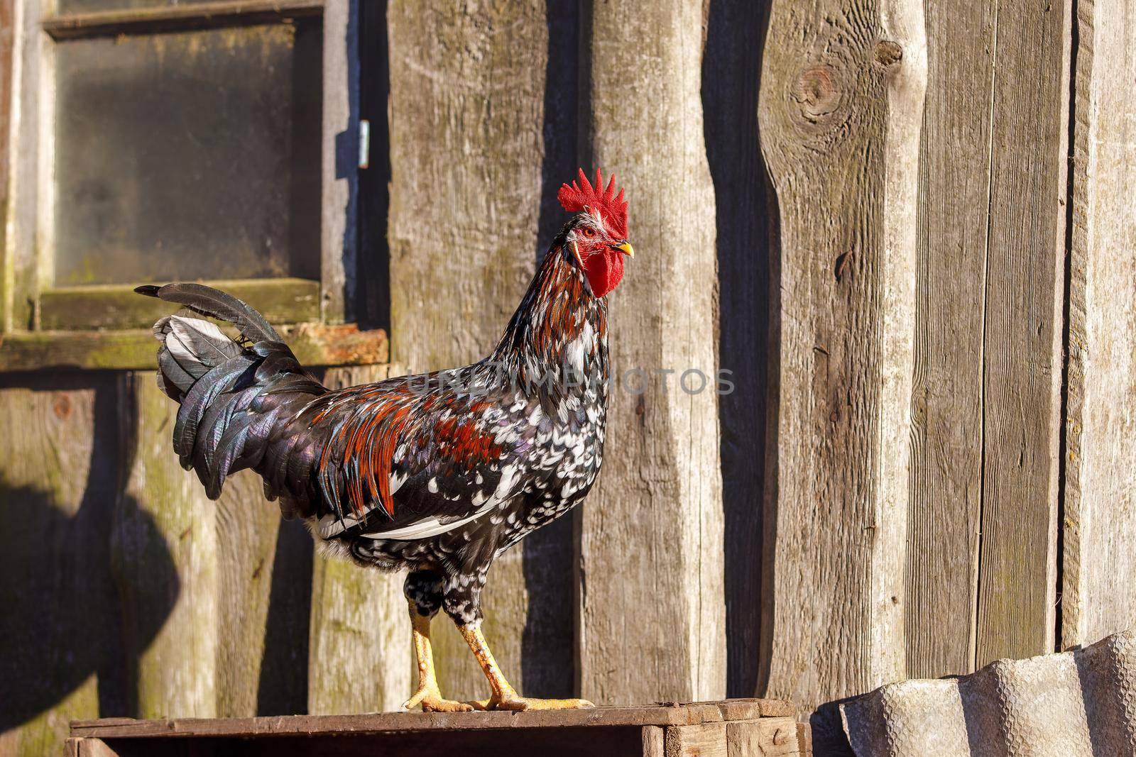Colorful cock proudly stands on old wooden box by Lincikas