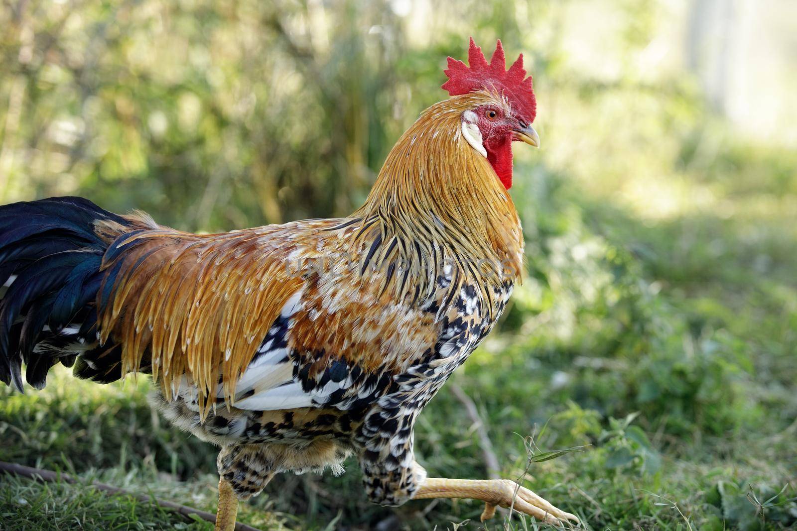 Portrait of proud rooster walk in garden by Lincikas