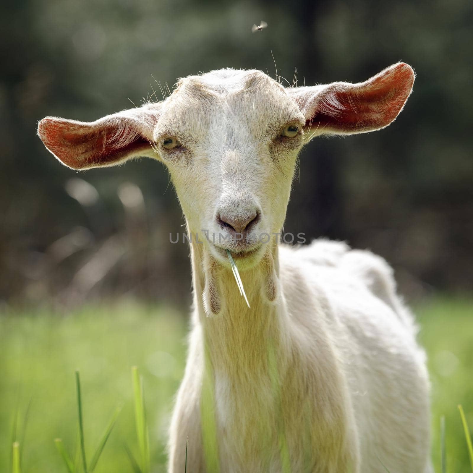 A white young goat with big ears and grass in his mouth looks at the camera. Green blurred forest background, hot day and fly overhead.