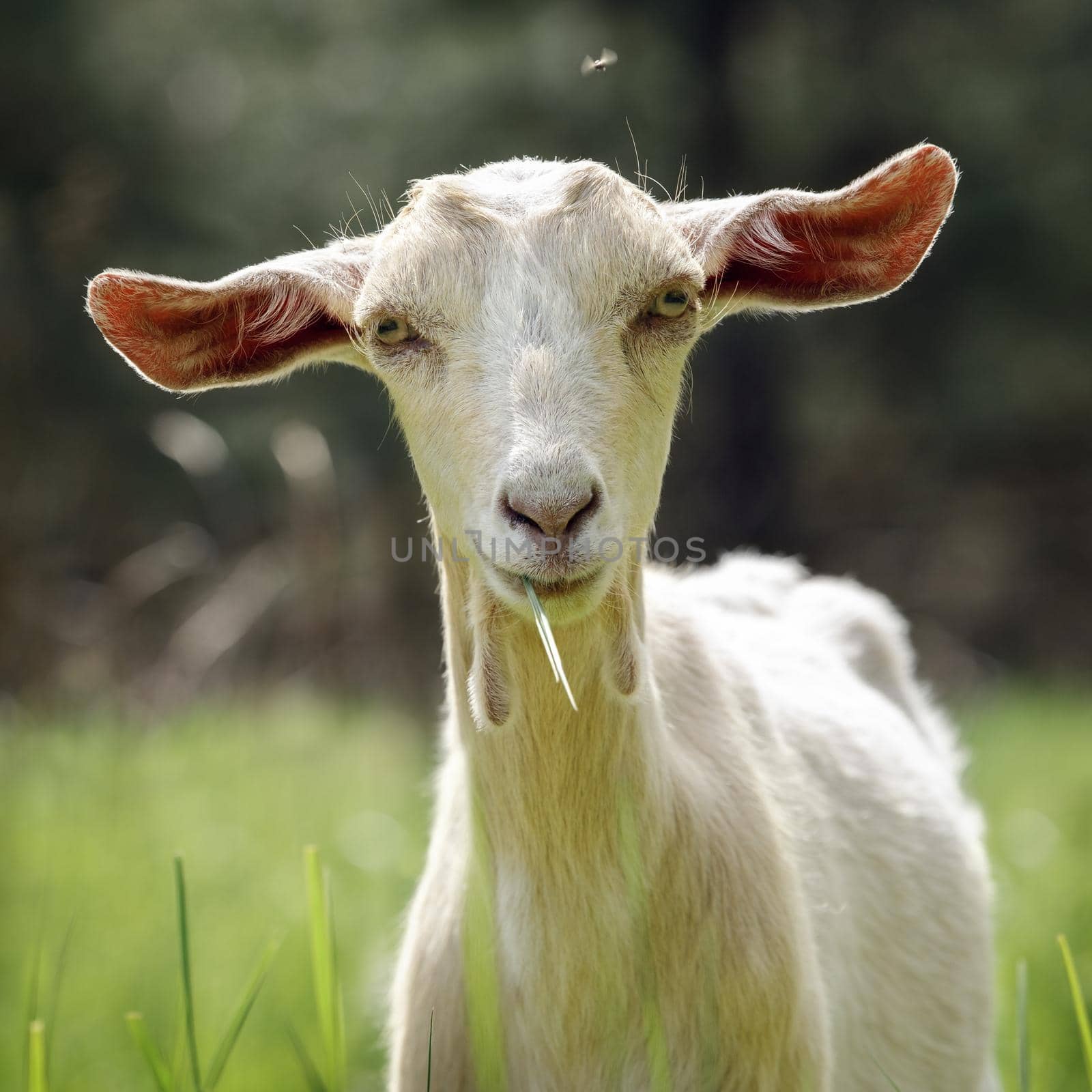 Portrait of young goat on a blurred green background by Lincikas