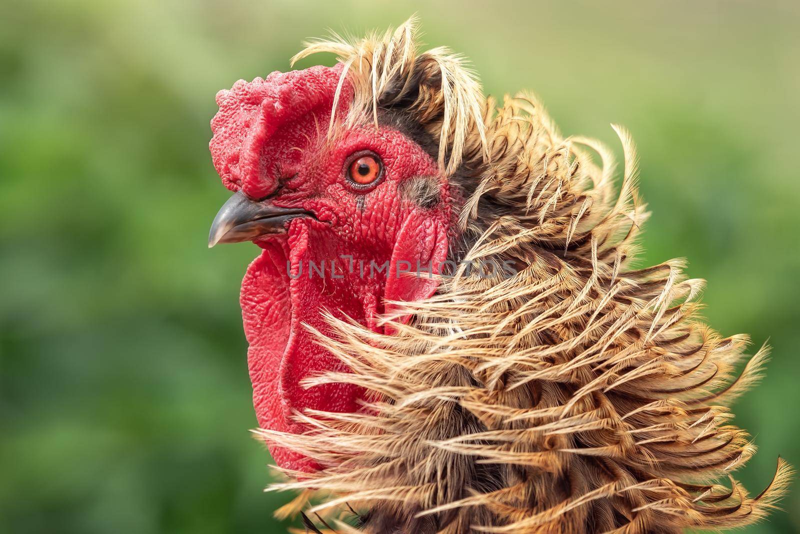 Portrait of a golden brown colour rooster with red crest and  beautiful long feathers.